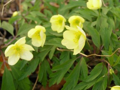 Anemone x lipsiensis 'Pallida'